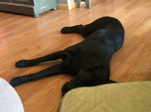 Basil napping after our long run Saturday...